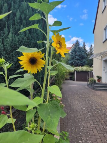 Attraktive Etagenwohnung in der Erfurter Brühlervorstadt mit Garten, Garage u. Stellplatz, 99094 Erfurt, Etagenwohnung